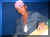100_3231.jpg (780724 byte)
