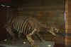 dinosauro2.JPG (127029 byte)
