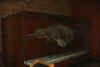 dinosauro.JPG (114026 byte)